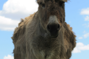 Eeyore