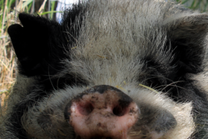 Ewok